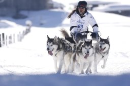 Lenk 2013